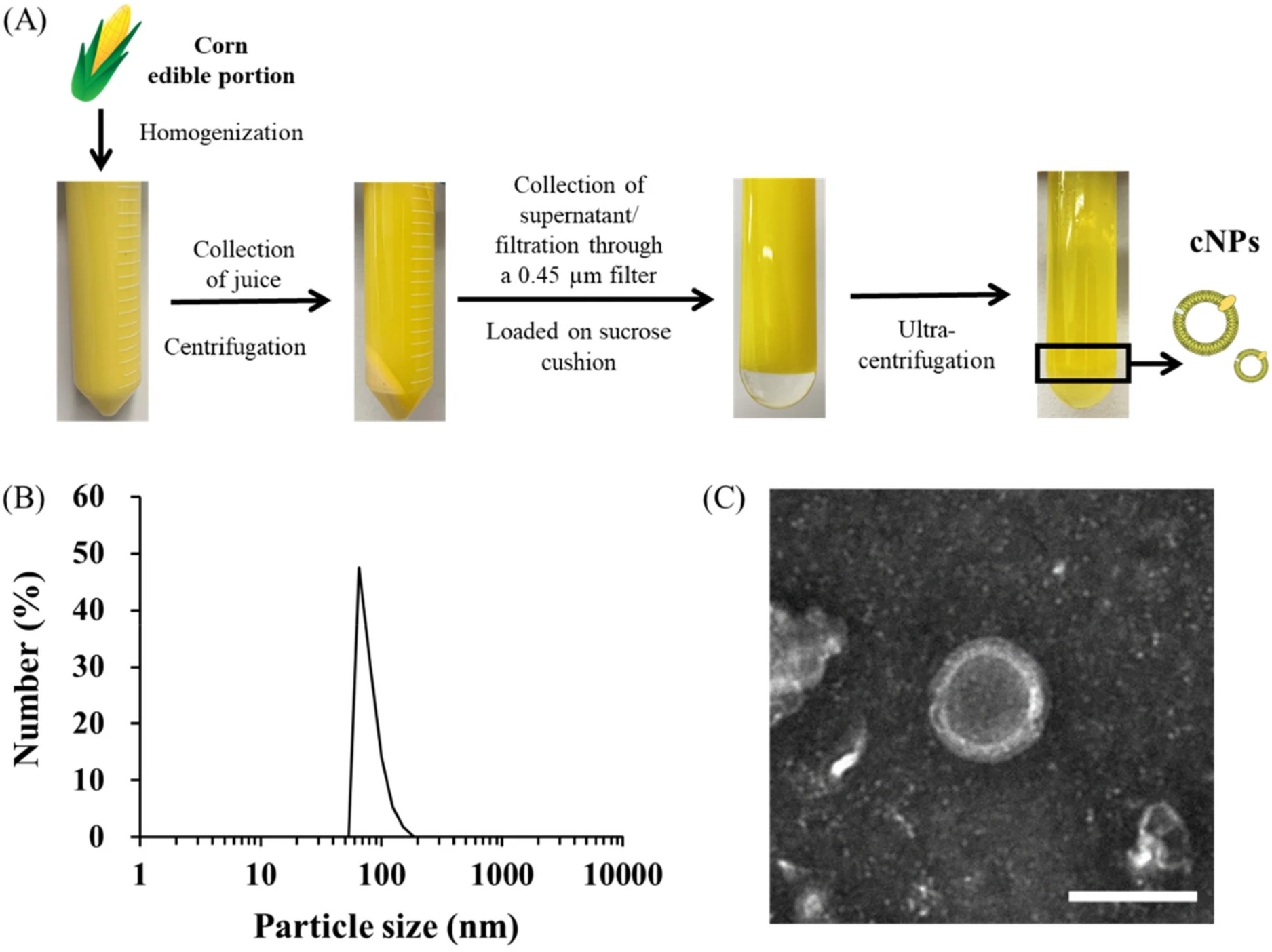 Workflow, size distribution, and TEM image of corn-derived exosome-like nanoparticles isolated by ultracentrifugation.